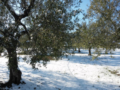olive-orchard-with-snow