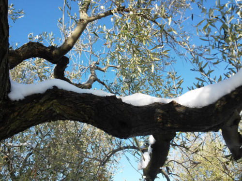 olive-tree-branch-with-snow